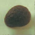 PLAQUE PATE DE FRUIT MODELE \"FRAISE\" - Image 2