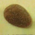 PLAQUE PATE DE FRUIT MODELE \"PECHE\" - Image 2